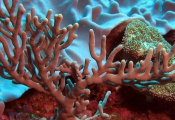 Коралл – камень путешественников и романтиков