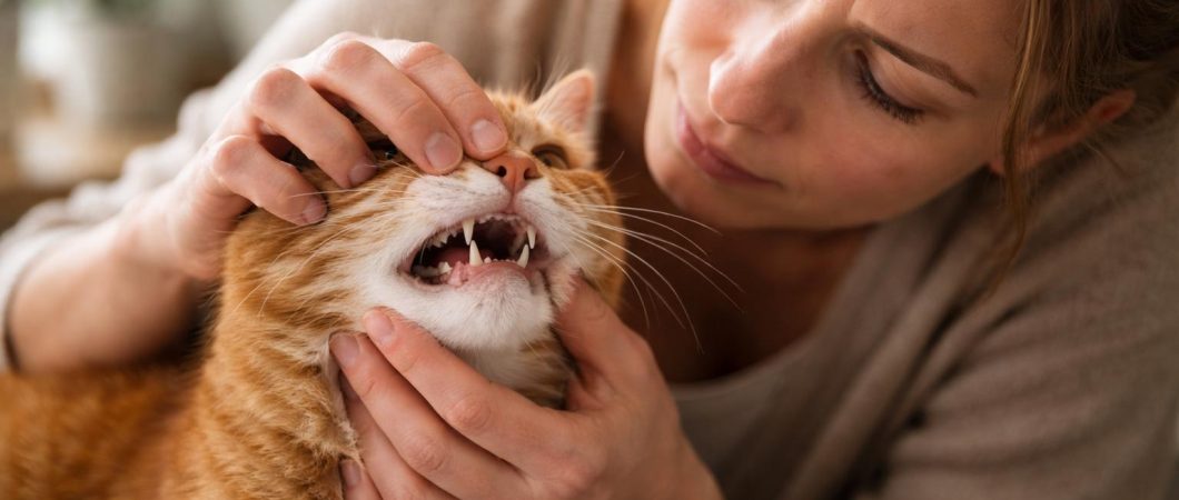 Как понять, что у питомца болят зубы: скрытые признаки