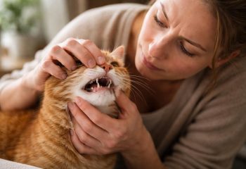 Как понять, что у питомца болят зубы: скрытые признаки