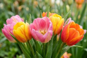 Как выбрать свежий букет: секреты доставки цветов в Чите