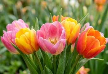 Как выбрать свежий букет: секреты доставки цветов в Чите